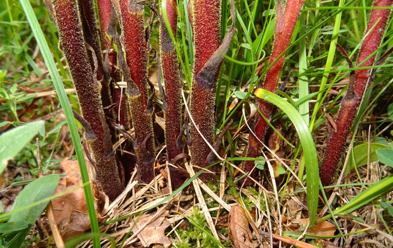 cfr. Orobanche lutea